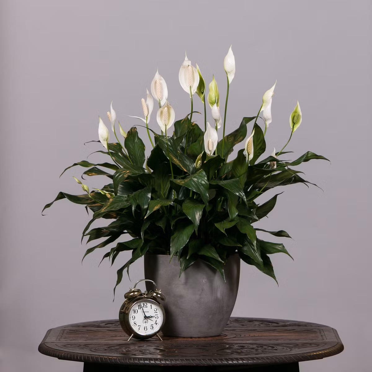 Hoa lan ý (Peace Lily) là loài thực vật có nguồn gốc tự nhiên ở Đông Nam Á và nhiều vùng nhiệt đới ở châu Mỹ. Cây có khả năng thấm hút các chất ô nhiễm tuyệt vời. Lan ý có thể loại bỏ các chất sau trong không khí: amoniăc, benzen, formaldehyde, TCE, xylene.