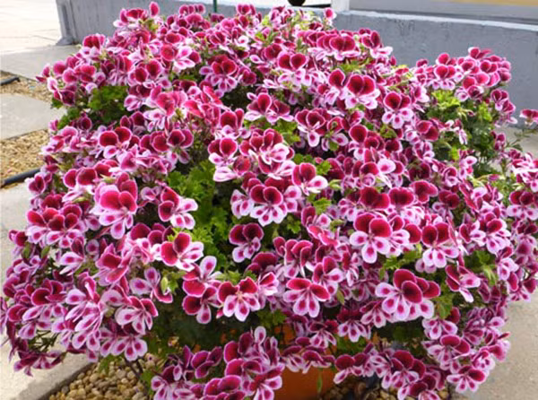 Cây phong lữ có hoa nhiều màu sắc đầy lôi cuốn và hương rất thơm. Mùi hương của cây giúp tăng cường sự tỉnh táo nhạy bén trí não.