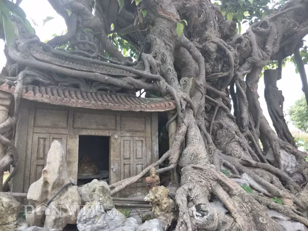 Bộ rễ của cây sanh kiểng "phúc lộc thọ trường" được nệm chặt vào mái chùa và đá rất đẹp mắt. Nói về tên gọi tên gọi cho tác phẩm của mình, anh Thành cho hay: "Cái tên "phúc lộc thọ trường" có nghĩa là cây cảnh này sẽ trường tồn với thời gian, đặc biệt cây cảnh này sẽ mang lại hạnh phúc và tài lộc cho người chủ của nó".
