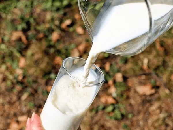 Sữa rất giàu các chất dinh dưỡng thiết yếu. Tuy nhiên, uống sữa trong suốt cả ngày có thể làm bạn thấy đầy bụng vì phải mất nhiều thời gian để tiêu hóa.