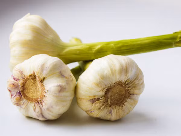 Nguy cơ ngộ độc do tỏi có thể là do ăn quá nhiều tỏi sống cùng một lúc khiến dạ dày không tiêu hóa và không làm việc kịp gây ra ngộ độc. Ngoài ra, nguy cơ ngộ độc tỏi cũng thường xuất hiện khi tỏi ngâm dầu để ở nhiệt độ phòng hoặc cất trữ quá lâu trong tủ lạnh.