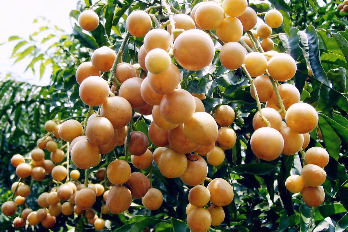Hạt quất bồng bì có vị đắng, cay, the, tính ấm. Có tác dụng giảm đau, kích thích tiêu hóa, được dùng chữa đau dạ dày, đau vùng thượng vị, đau bụng co thắt.