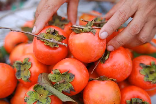 Hồng đỏ dường như là một món quà đặc biệt mà thiên nhiên dành tặng riêng cho mùa thu Hà Nội.