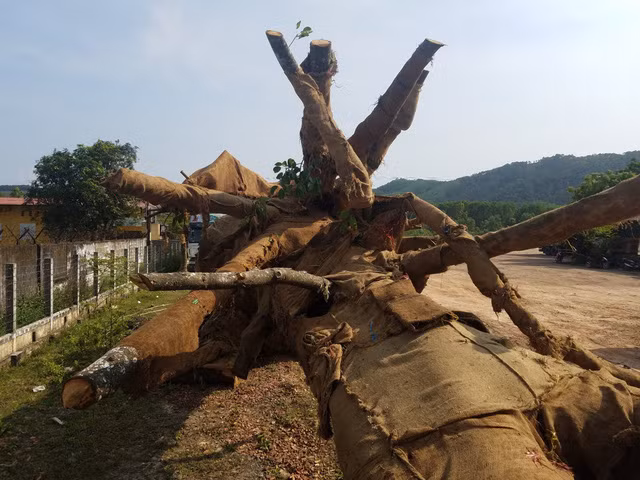 1 trong 3 cây cổ thụ "siêu khủng" bị CSGT tỉnh Thừa Thiên - Huế tạm giữ - Ảnh: THANH VO.