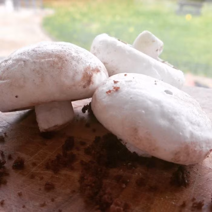 Bánh nấm dừa.