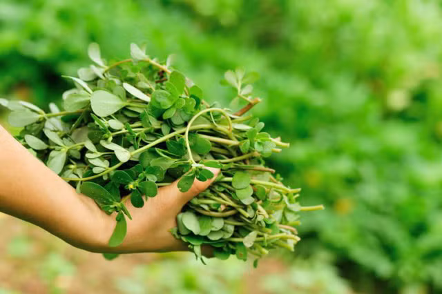 Rau sam có vai trò rất lớn trong việc giải nhiệt, làm mát cơ thể, đường ruột, hỗ trợ điều trị bệnh tiểu đường. Rau sam tốt nhất nên luộc, nấu canh hoặc làm salat, xào lên để ăn.