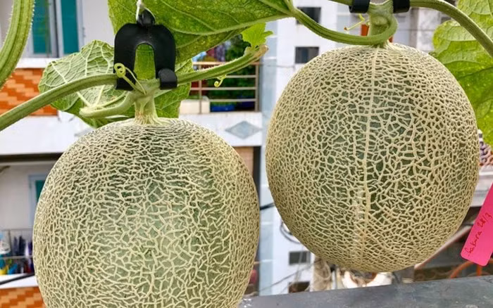 Chủ nhân khu vườn giúp cây đậu quả bằng cách thụ phấn nhân tạo.(Ảnh: Đời sống & Pháp lý)