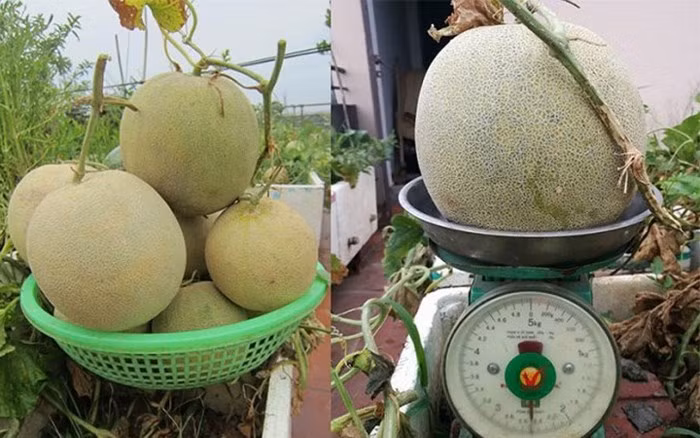 Mỗi quả trung bình nặng khoảng 2,5kg. (Ảnh: VietnamNet)