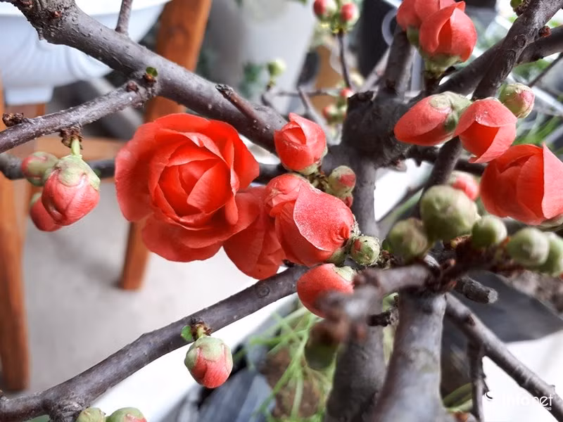 Nếu chăm sóc tốt, người chơi có thể trưng trong nhà hàng tháng dịp Tết, lâu tàn hơi hoa đào rất nhiều.