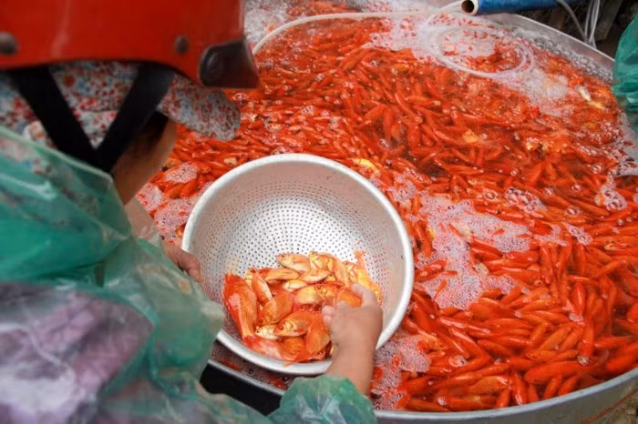 Dân buôn ôm số lượng cá chép cực lớn phục vụ nhu cầu ngày 23 tháng Chạp.