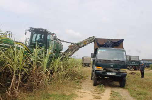 Máy thu hoạch mía đang giúp nông dân Ninh Hòa giảm chi phí, tăng thu nhập đáng kể. Ảnh: C.T
