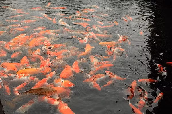 Ngat ngay ngam ho ca Koi Nhat Ban gan 10 ty tai Viet Nam-Hinh-5