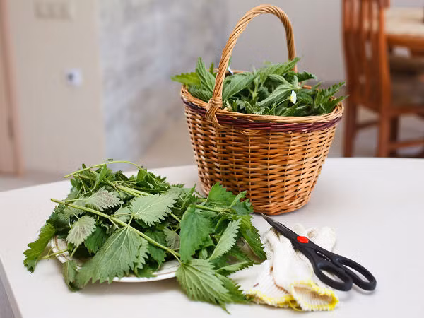 Lá cây tầm ma cũng giúp trị dị ứng mùa xuân vì nó có chứa kháng histamine. Thêm 1 muỗng canh lá cây tầm ma khô vào cốc nước sôi ngâm vài phút với một ít mật ong và uống nó ba lần trong một ngày.