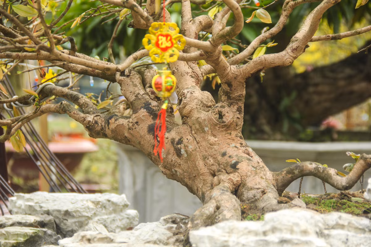 Chậu mai này gồm 2 chi, một chi lớn và một chi nhỏ được trồng phụ thêm.
