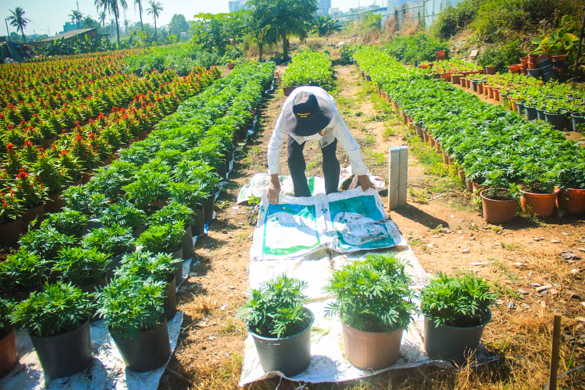 Lang hoa Sai Gon tat bat nhung ngay giap Tet Canh Ty 2020-Hinh-8