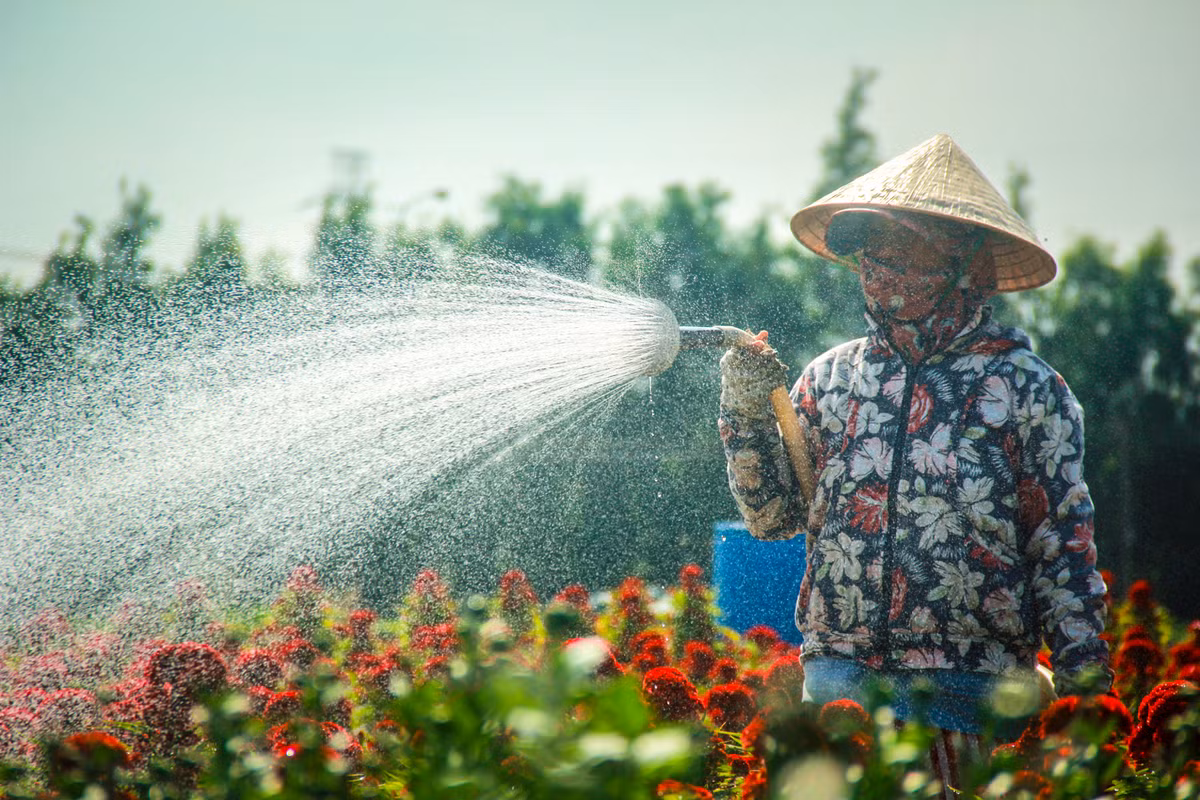 Lang hoa Sai Gon tat bat nhung ngay giap Tet Canh Ty 2020-Hinh-3