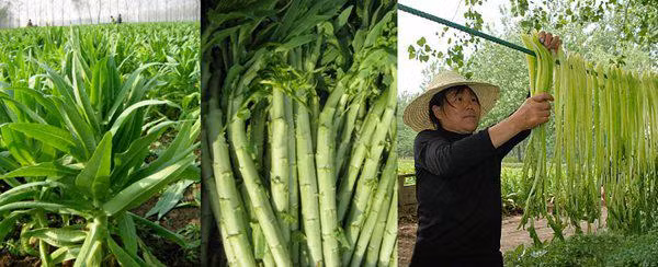 Có lẽ mọi người sẽ nghĩ rằng rau cần biển rất tốt nên chắc chắn sẽ rất phổ biến ở Trung Quốc. Nhưng thực tế thì chỉ có người miền bắc là coi trọng, còn người miền nam thì lấy để nuôi lợn và hầu như không ai ăn.