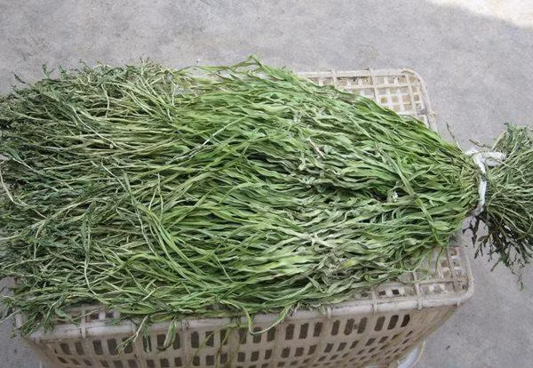 Rau cần biển hay còn gọi là rau tiến vua ở Việt Nam, đây là một cống phẩm rất nổi tiếng trong thời kỳ vua chúa trước đây của người Trung Quốc. Vào thời điểm đó, chỉ có người trong dòng dõi quý tộc mới có cơ hội thưởng thức. Theo thời gian, loại rau này ngày càng không được ưa chuộng nữa.