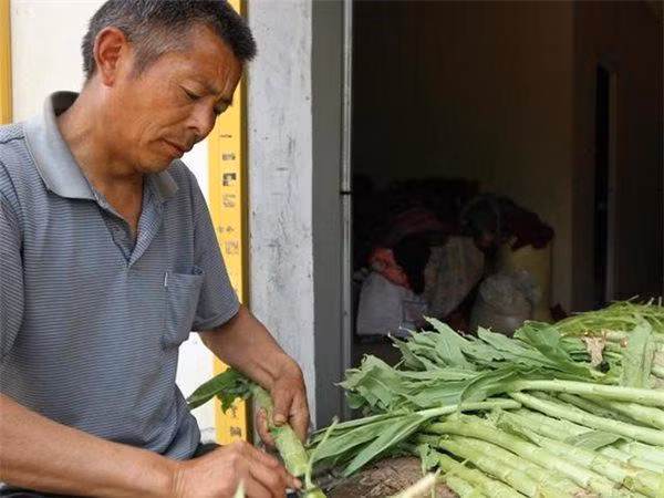 Hơn nữa, Trung Quốc vào thời vua chúa, nhiều quan thức địa phương thường biếu hoàng đế loại rau cần biển này. Bởi, hoàng đếthường làm việc nhiều, đầu óc luôn căng thẳng chuyện chính trị nên cần sử dụng nhiều loại thuốc có tác dụng bổ não, do đó rau cần biển khô là loại thuốc được ưa tiên hàng đầu. Nó cũng được chế biến thành nhiều món ăn ngon.