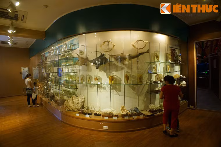 Khu trưng bày sinh vật biển tái hiện thế giới dưới lòng đại dương qua tiêu bản các loài cá, các mẫu san hô, vỏ ốc.