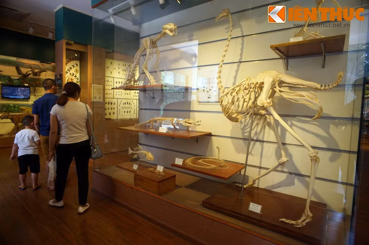 Khu trưng bày tiêu bản xương động vật, với bộ xương của nhiều loài động vật có xương sống như ếch, cá chép, rắn hổ mang chúa, hổ, đà điểu, cá sấu, khỉ đuôi lợn...