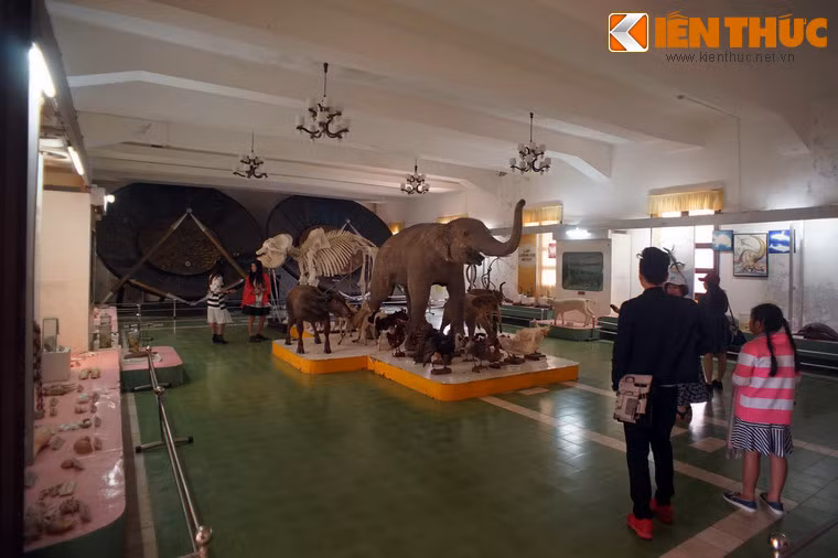 Bộ sưu tập nổi bật của Bảo tàng là 386 mẫu thú thuộc 58 loài, trong đó có 38 loài thuộc diện quý hiếm đã được công bố trong sách đỏ Việt Nam.