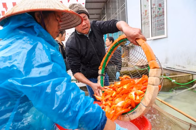Làng Thủy Trầm những ngày này luôn trong bầu không khí hối hả, rộn ràng chuẩn bị cho vụ thu hoạch lớn cuối năm tràn ngập khắp thôn xóm. (Ảnh: Minh Sơn/Vietnam+)
