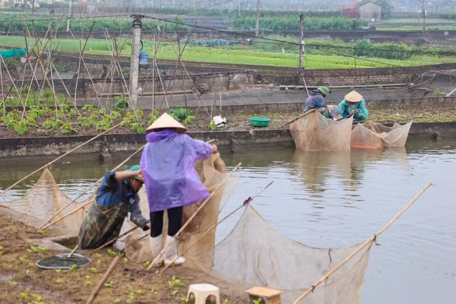 Ông Bùi Đình Chữ - Trưởng làng nghề sản xuất cá chép đỏ Thuỷ Trầm cho hay, nghề nuôi cá chép đỏ ở đây có từ những năm 1960. Ban đầu người dân địa phương chỉ nuôi cho đẹp, về sau nhu cầu thị trường ngày càng lớn khiến nơi đây trở thành nghề truyền thống. (Ảnh: Minh Sơn/Vietnam+)
