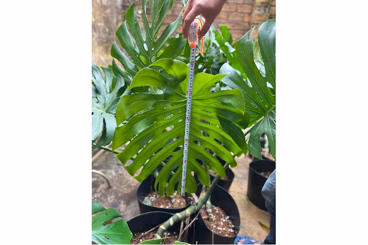 Tùy vào độ hiếm và đột biến, mỗi lá trầu bà Nam Mỹ có giá từ vài chục triệu đến nửa tỷ đồng. Ảnh: Facebook