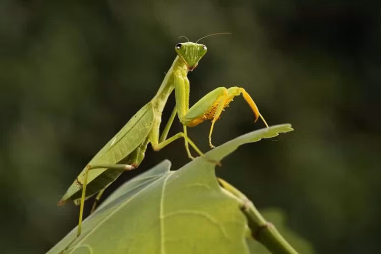Bọ ngựa có thể mọc lại chân nếu chúng bị mất trong quá trình thay da. 