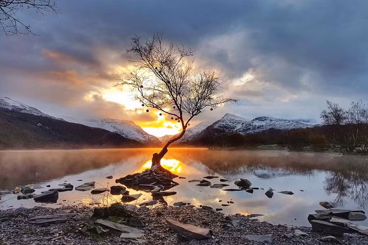 Một điểm du lịch nổi tiếng ở xứ Wales là cây cô đơn Llanberis, nằm trong vườn quốc gia Snowdonia. Theo Guardian, cây bạch dương này nổi tiếng đến mức luôn đông đúc du khách thay vì đơn độc như biệt danh của mình. Nếu không có Llanberis, khu vực rừng quốc gia sẽ hoang vắng bởi mọi người thường dành sự quan tâm đến những lâu đài gần đó. 