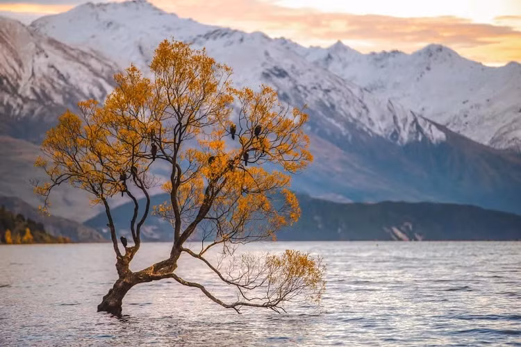 Để ngăn chặn tình trạng hư hỏng thêm, Tổng cục Du lịch New Zealand phải lắp đặt các biển cảnh báo cấm leo trèo viết bằng tiếng Anh và tiếng Trung xung quanh cây nổi tiếng. Chính quyền địa phương loại bỏ phương án lắp đặt hàng rào xung quanh bởi lo ngại làm mất đi vẻ đẹp của tự nhiên 