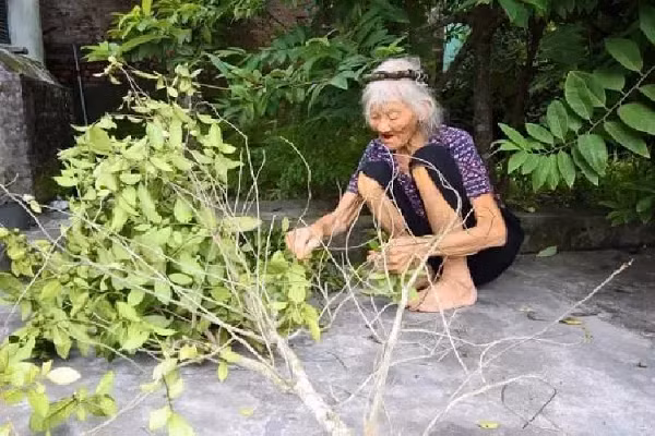 Bài văn tả cái vườn toàn dấu huyền vừa ngạc nhiên vừa cảm động - Hình 4 Bai van ta cai vuon toan dau huyen vua ngac nhien vua cam dong-Hinh-4