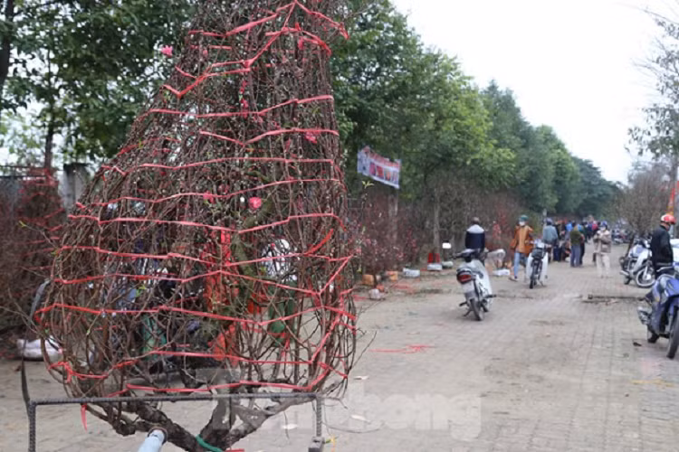 Cho thue quat, dao Tet tan nha kiem tien trieu moi ngay