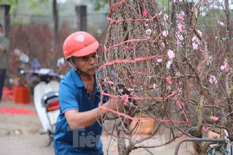 Cho thue quat, dao Tet tan nha kiem tien trieu moi ngay-Hinh-5