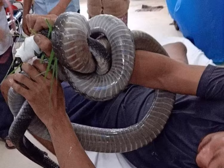 Nguoi hung bi ran ho mang can, dung 65 chai huyet thanh khang noc