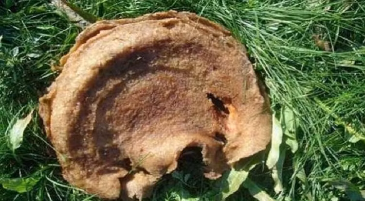 Thấy nấm lạ mọc giữa ao đừng vội nhổ bỏ - Hình 3 Thay nam la moc giua ao dung voi nho bo-Hinh-3