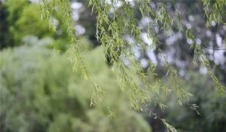 Theo phong thủy, cây liễu mang ý nghĩa lưu lại kỷ niệm, sự miễn cưỡng chia lìa, mong rằng niềm hy vọng ấp ủ của mình. Cây liễu còn có sức sống mãnh liệt, nó tích hợp muôn vàn ý nghĩa cao đẹp và tác dụng chữa bệnh tuyệt vời, không nên chặt cây liễu trong bất cứ hoàn cảnh nào.