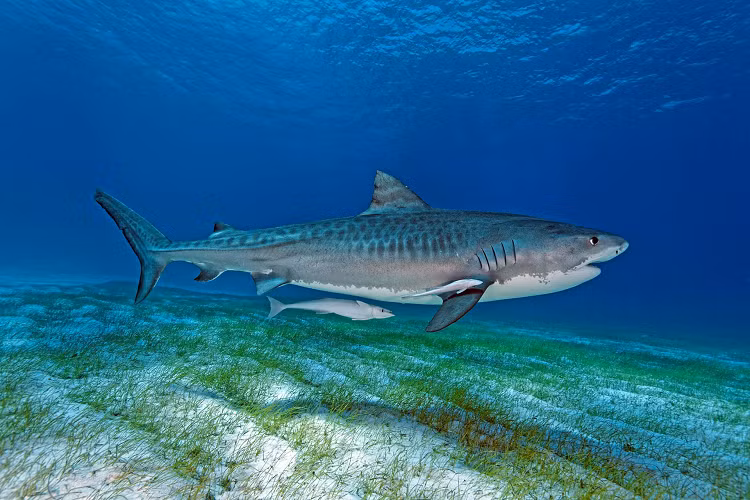 Một con cá mập hổ lướt trên đáy biển đầy cát ở vùng nước nông ngoài khơi Bahamas. Đây là loài cá mập "Ghê gớm nhất" trên thế giới. Tên của nó xuất phát từ sức mạnh săn mồi và khả năng đánh dấu của nó. Ảnh: SeaTops. 