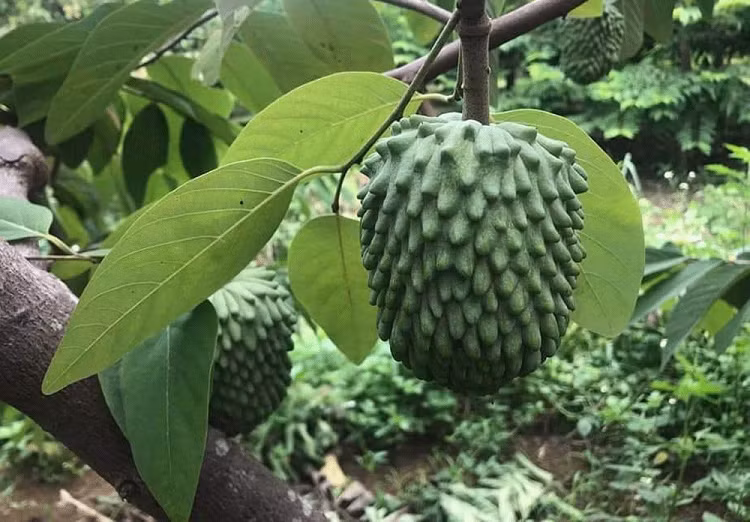 Trong na khong lo thom mui sau rieng, vu dau trung ngay 14 ty-Hinh-3