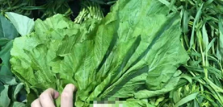 4 loại rau có hàm lượng canxi cao hơn cả sữa, mua về nấu cho trẻ ăn, xương chắc khỏe, chiều cao vượt trội - Hình 3 4 loai rau co ham luong canxi cao hon ca sua, mua ve nau cho tre an, xuong chac khoe, chieu cao vuot troi-Hinh-3