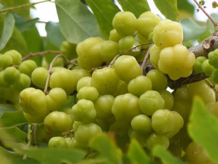 Thứ quả dại mọc quanh bờ rào, chua loét giờ là đặc sản - Hình 6 Thu qua dai moc quanh bo rao, chua loet gio la dac san-Hinh-6