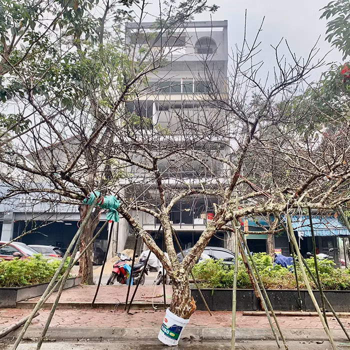 Vào mỗi dịp Tết là các mặt hàng Tết làm người tiêu dùng ngỡ ngàng khi giá cả cao hơn nhiều lần. Trước đó netizen cũng xôn xao trước hình ảnh cành đào nhìn không khác gì cành củi khô nhưng được trả giá 80 triệu đồng.