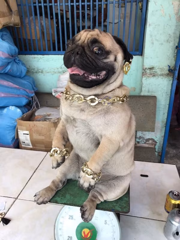 Không quần áo cầu kì, chú chó này vẫn khiến dân tình trầm trồ khi được chủ nhân đeo cho bộ trang sức lắc vàng trông khá nặng ký.