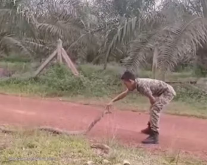 Rắn hổ mang chúa hiền "như cún", "quy phục" chàng binh sĩ siêu ngầu - Hình 2 Ran ho mang chua hien