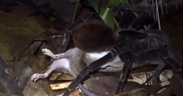 Rợn người nhện khổng lồ giết và ăn thịt chồn Opossum - Hình 4 Ron nguoi nhen khong lo giet va an thit chon Opossum-Hinh-4