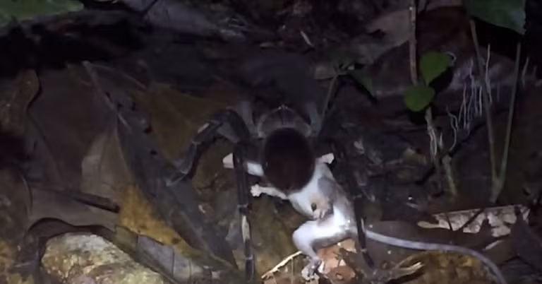 Rợn người nhện khổng lồ giết và ăn thịt chồn Opossum - Hình 3 Ron nguoi nhen khong lo giet va an thit chon Opossum-Hinh-3