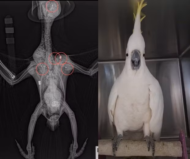 Vet 