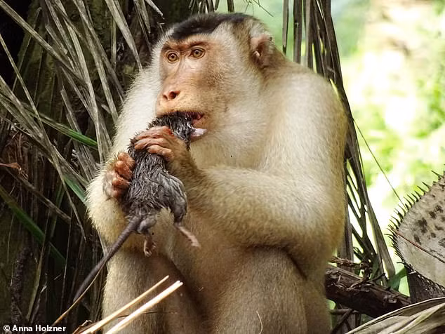 Ron nguoi canh khi duoi lon san giet cac loai gam nham