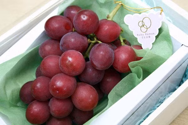 Khám phá "sốc" loài nho mang tên "sang chảnh", trái cây đắt nhất TG - Hình 2 Kham pha